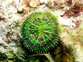 Artichoke Coral IMG 6041